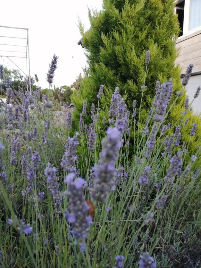 Brvnara Lavender *